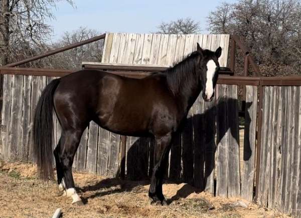 black-warmblood-mare