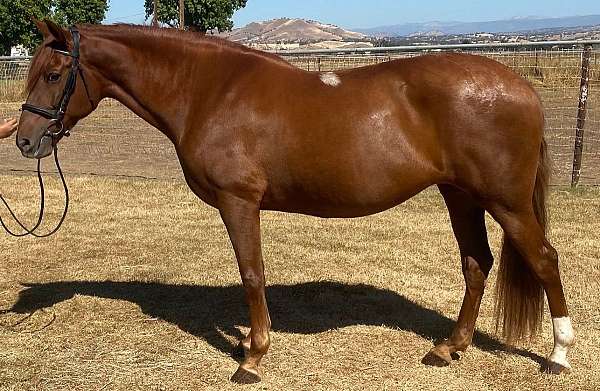 chestnut-andalusian-mare-broodmare