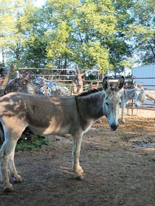 adoption-donkey