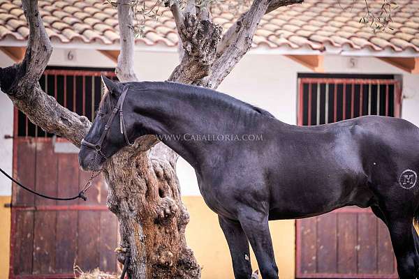 dressagehorse-stallion