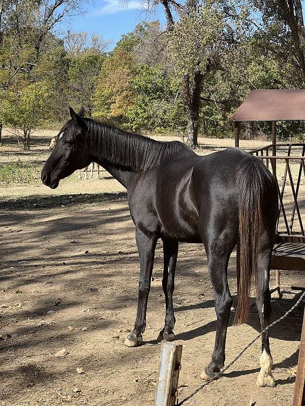 arabian-gelding