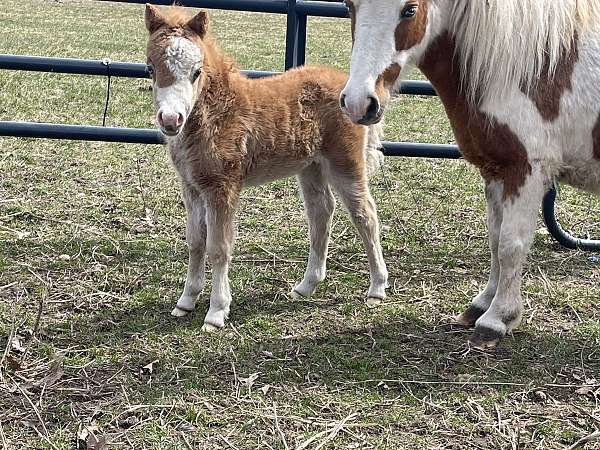 sorrel-white-amhr-filly-mare