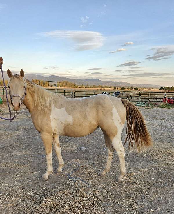 tobiano-horse