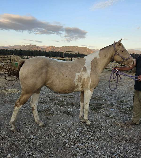 homozygous-champagne-paint-horse