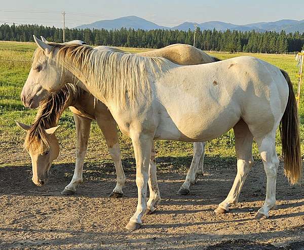 ncha-money-earner-paint-horse