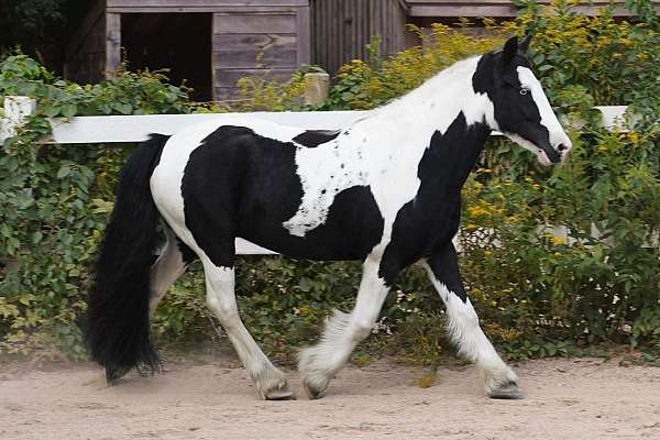 safe-gypsy-vanner-horse