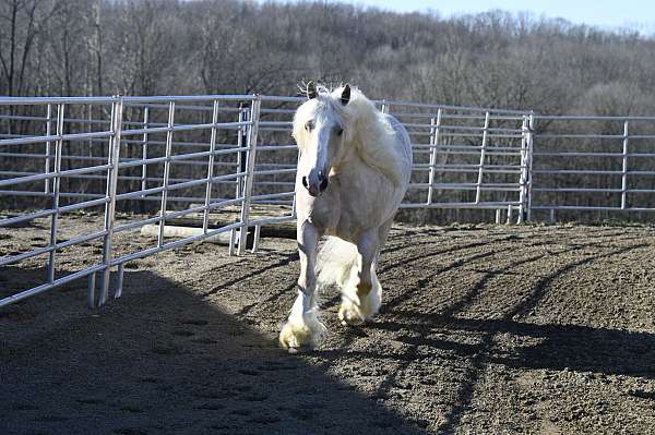 playday-gypsy-vanner-horse