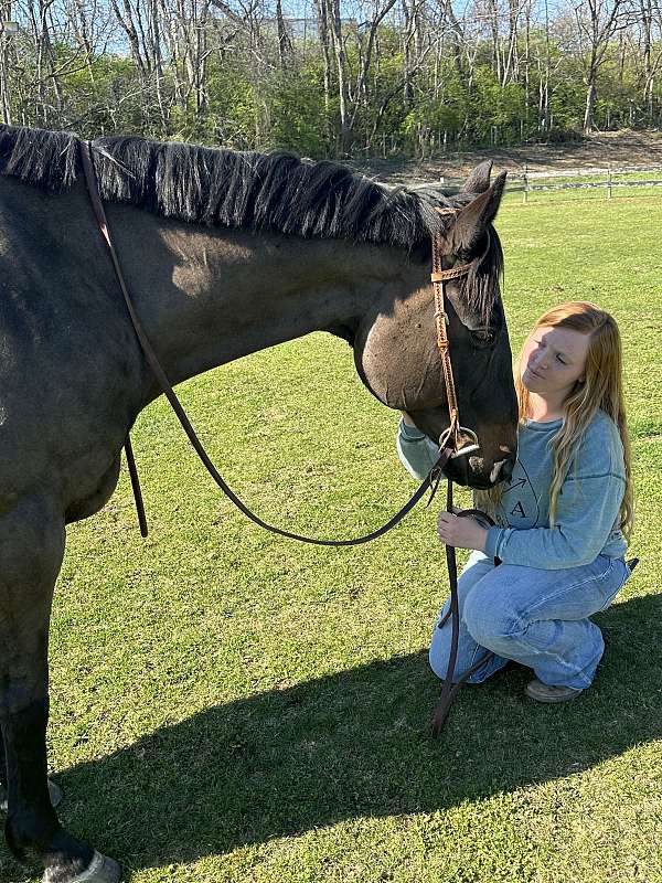companion-therapy-gelding