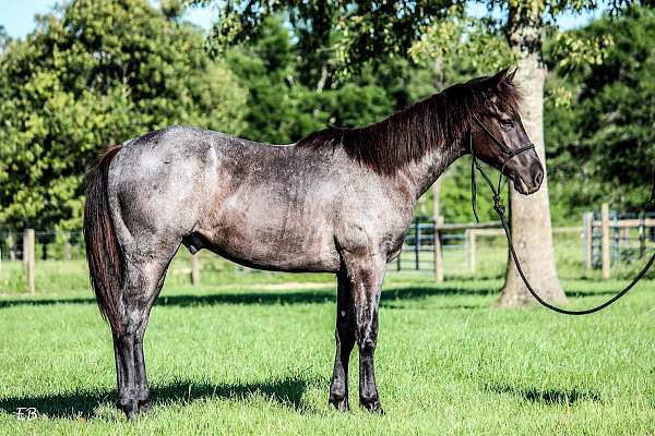 blue-roan-all-around-flashy-horse