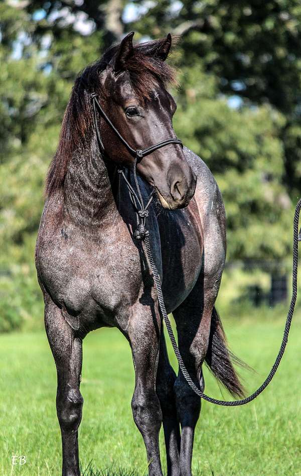 blue-roan-quarter-horse-gelding