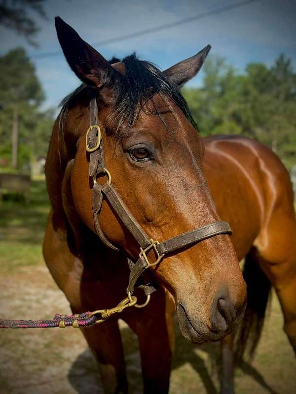 around-thoroughbred-horse