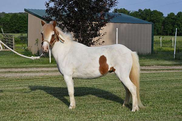 white-sorrel-pinto-horse