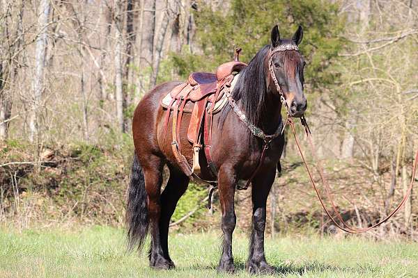 cowgirl-friesian-horse