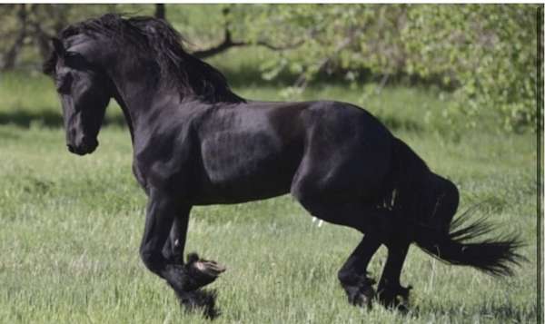 round-pen-friesian-horse