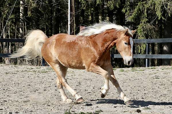 chestnut-rf-pastern-horse