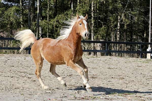 trailhorse-mustang-horse