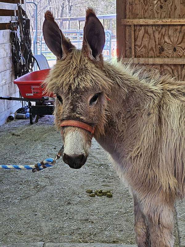 grey-donkey-yearling