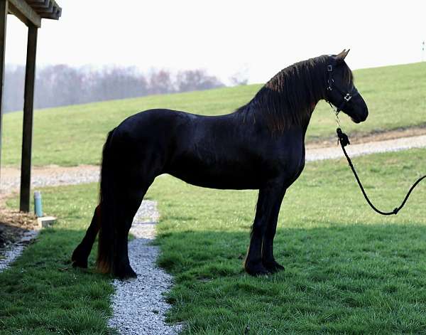 mou-friesian-horse