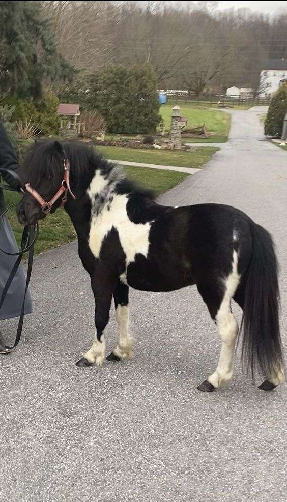 pony-stallion