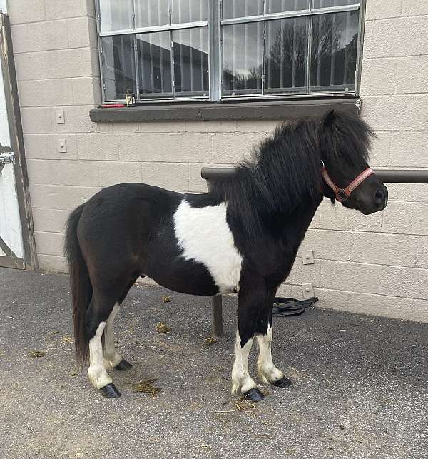 pony-for-sale