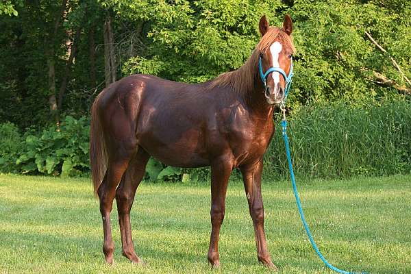 blaze-two-hind-socks-horse