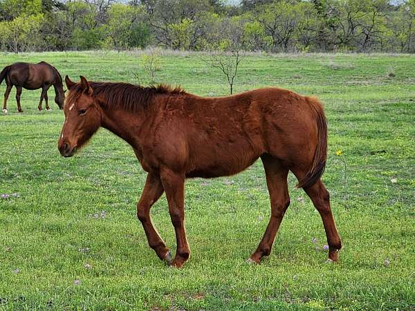 buckskin-sorrel-athletic-horse