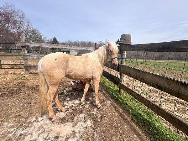 in-your-pocket-palomino-horse