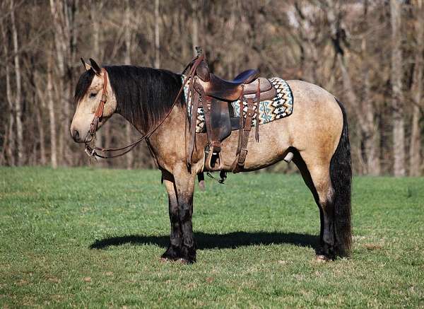 buckskin-gypsy-vanner-horse