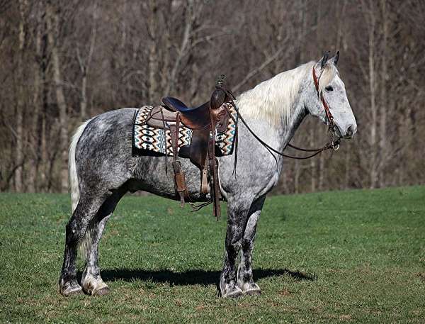 dapple-grey-quarter-horse