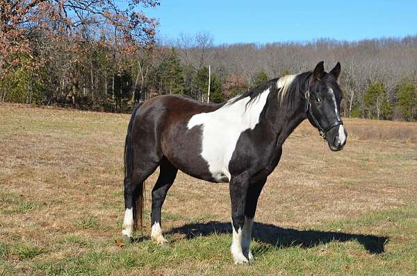solid-black-with-white-horse