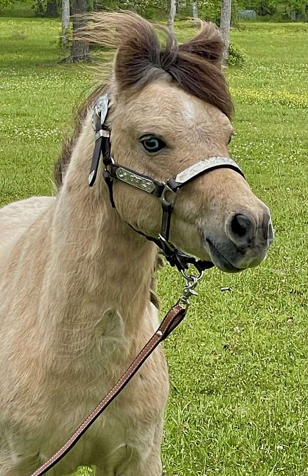 finished-stallion-pony