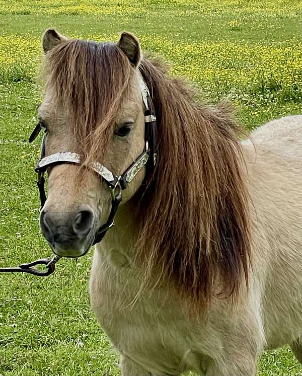 blue-eye-miniature-pony