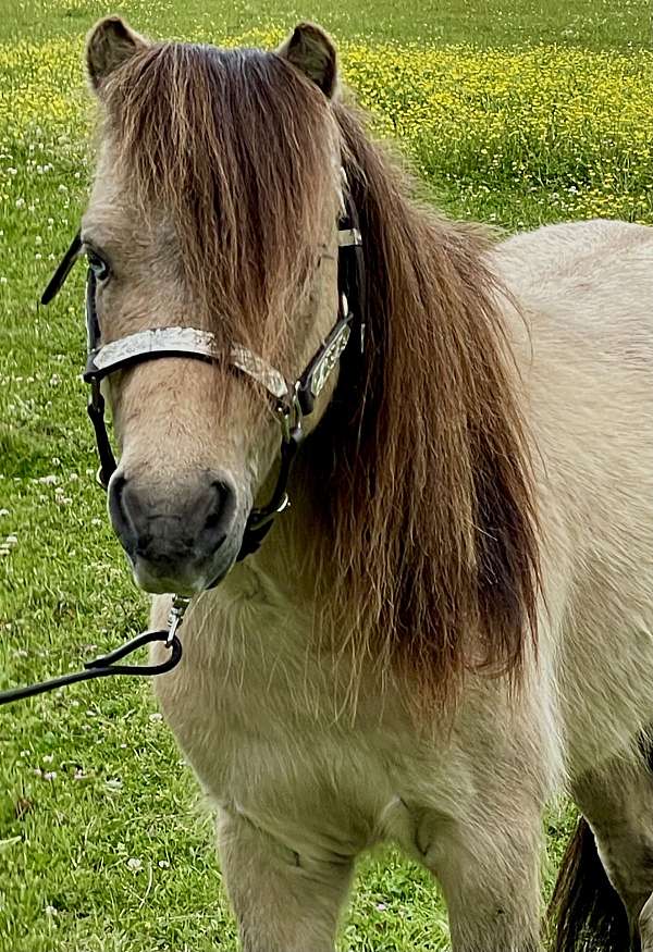 buy-miniature-pony