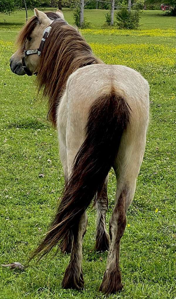 chance-miniature-pony