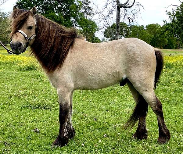easy-to-handle-miniature-pony