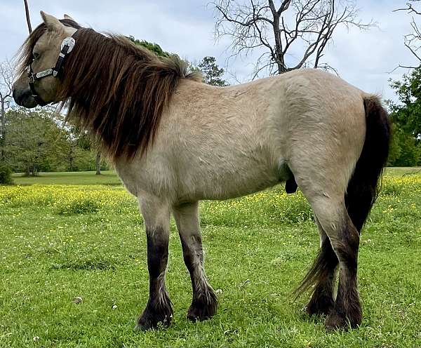 gorgeous-miniature-pony