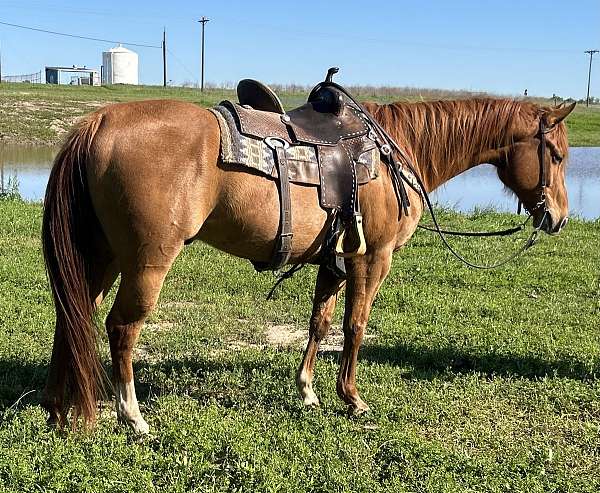 ranch-trail-riding-quarter-horse