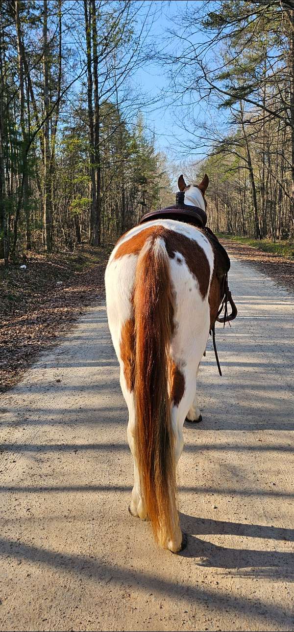 all-around-spotted-saddle-horse
