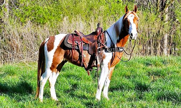 athletic-spotted-saddle-horse