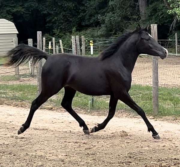 black-blaze-strip-snip-horse