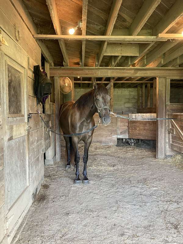 project-great-prospect-tennessee-walking-horse