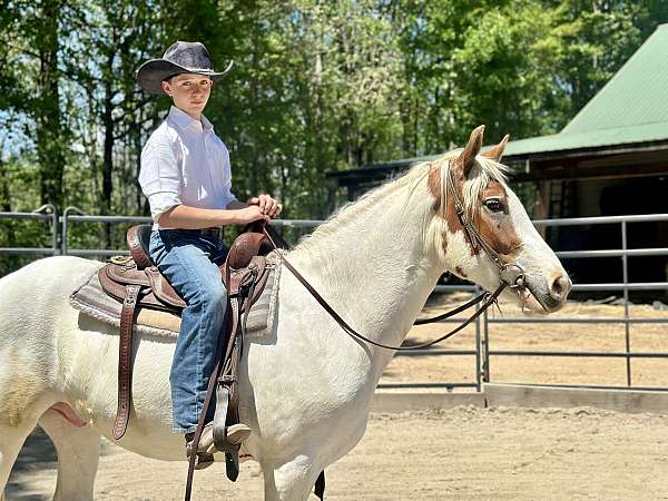 spotted-halflinger-haflinger-horse