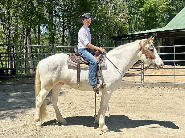 prospect-haflinger-horse