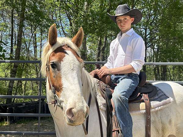 white-haflinger-gelding