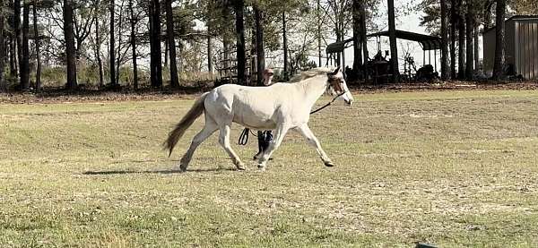 spotted-halflinger-gelding