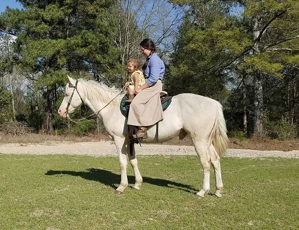 cremello-white-quarter-horse-gelding