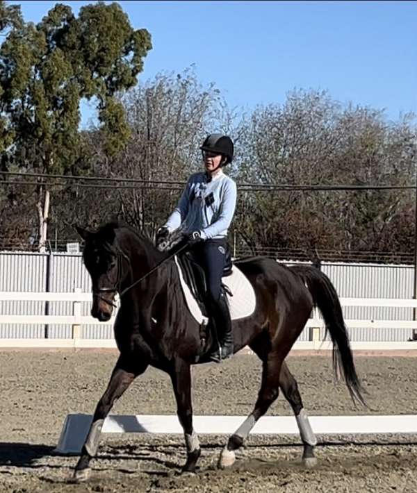 bay-dressage-show-experience-horse