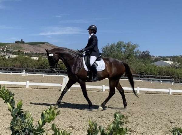 bay-dressage-show-experience-horse