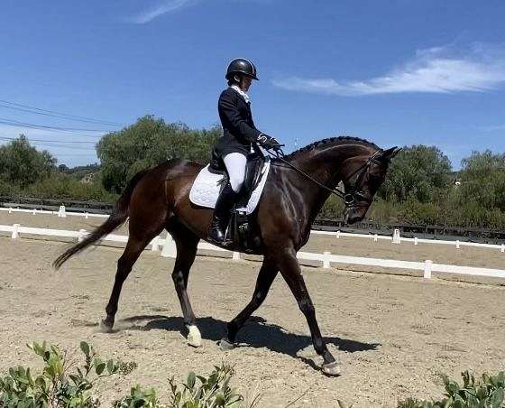 dressage-show-experience-gelding