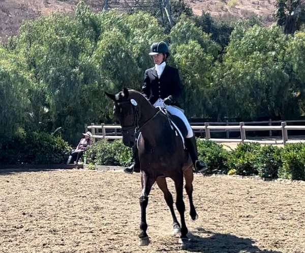 dressage-show-experience-horse